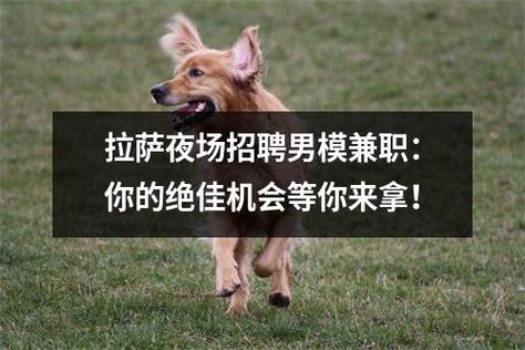 夜场招聘男服务员的要求与机遇